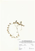 藏品(普刺特草)的圖片